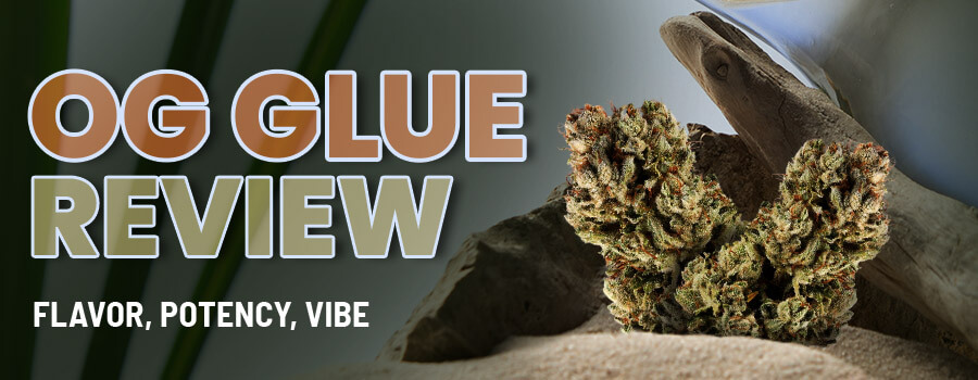OG Glue Strain Review