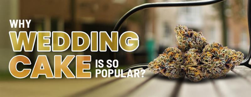 Why Is Wedding Cake Strain So Popular