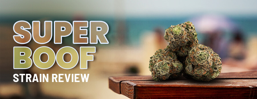 Super Boof Strain