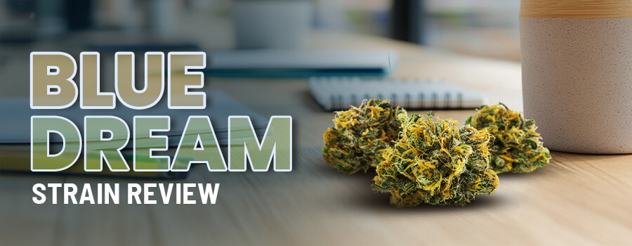 Blue Dream Strain