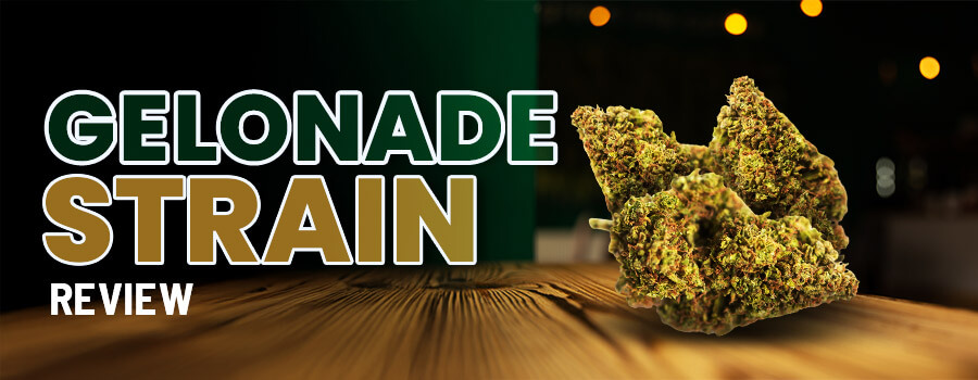 Gelonade Strain Review
